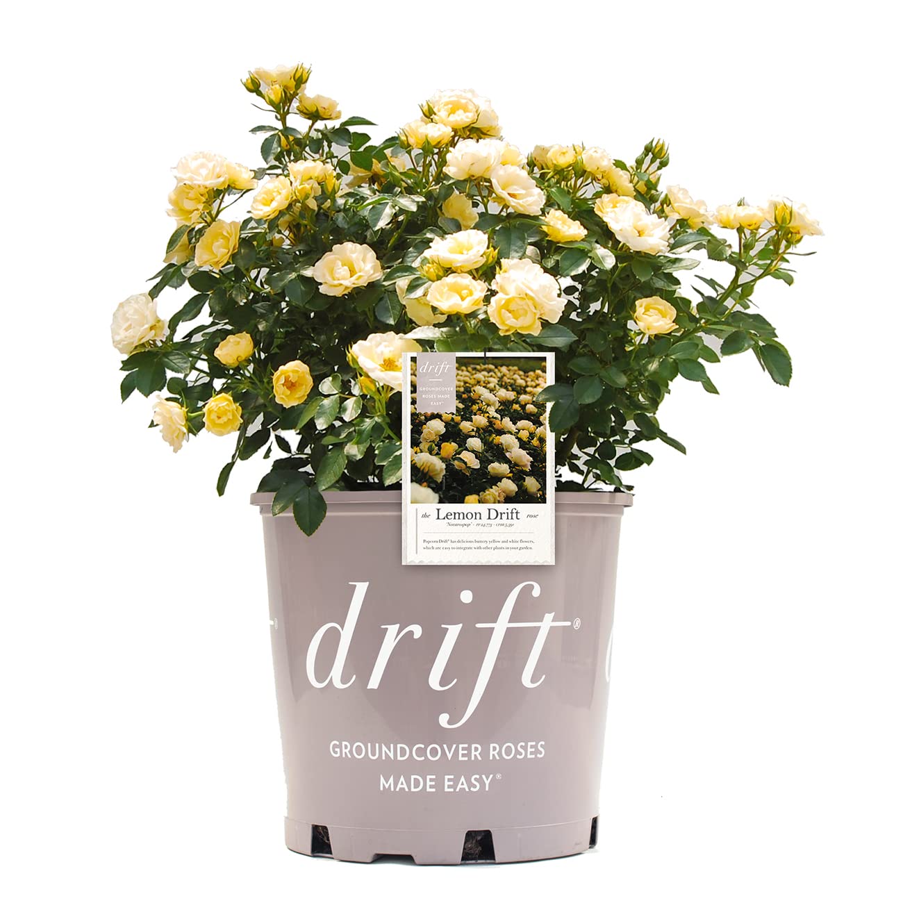 Perfect Plants Lemon Drift Rose Bush 1gal close-up yellow bloom for bright garden color