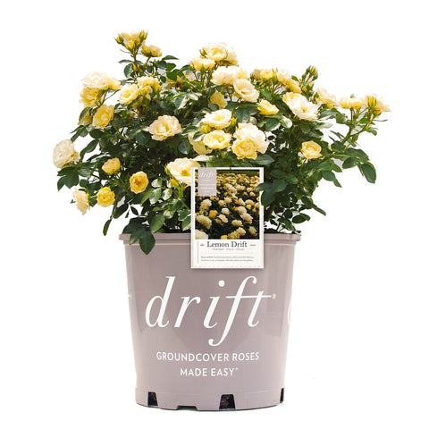 Perfect Plants Lemon Drift Rose Bush 1gal close-up yellow bloom for bright garden color