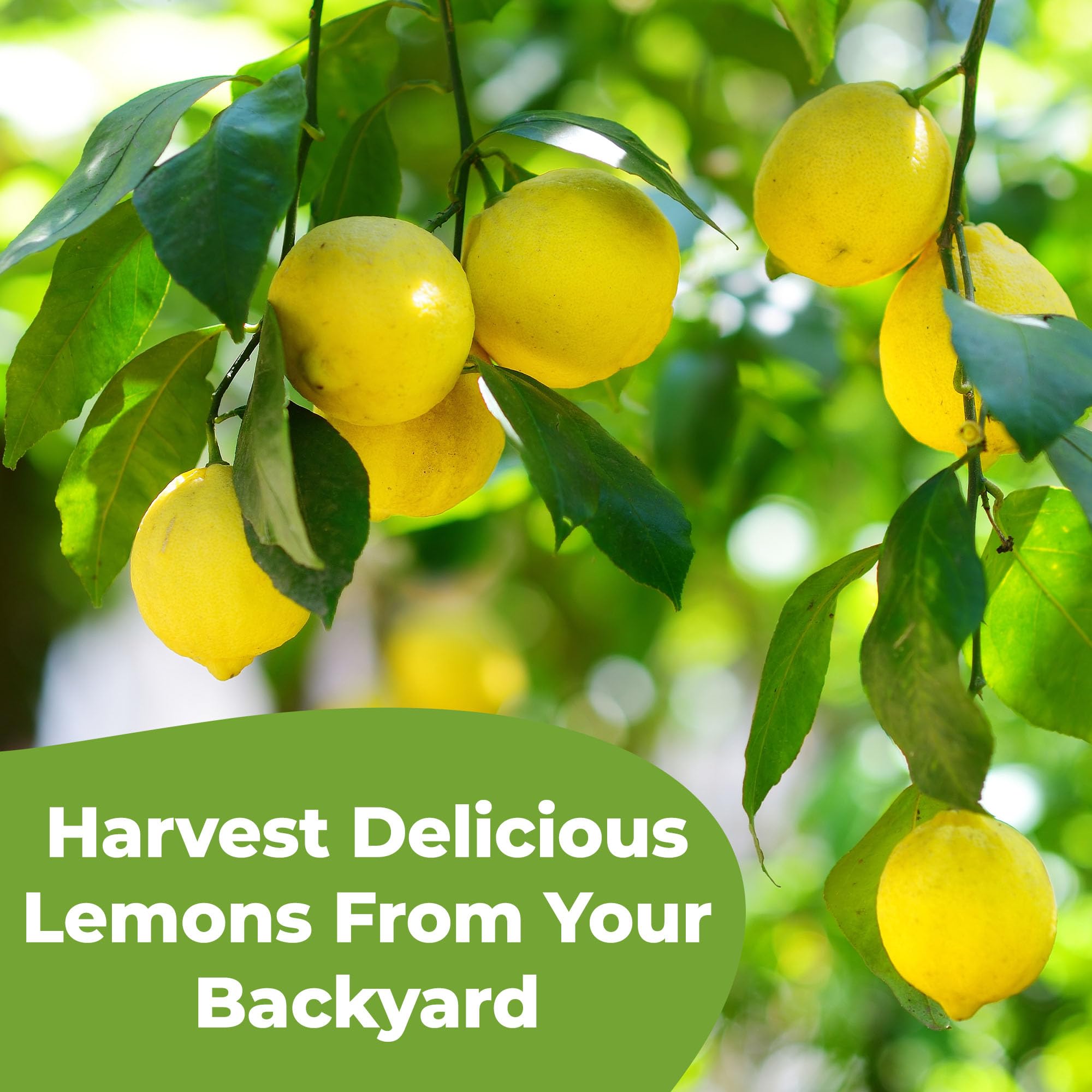 PERFECT PLANTS Meyer lemon tree shows vibrant growth after feeding.