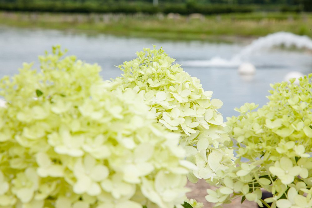 PERFECT PLANTS Limelight Hydrangea full sun color blooming
