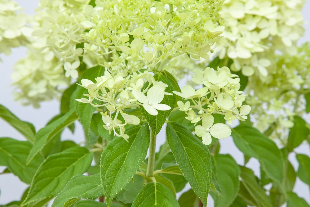 PERFECT PLANTS Limelight Hydrangea green foliage texture