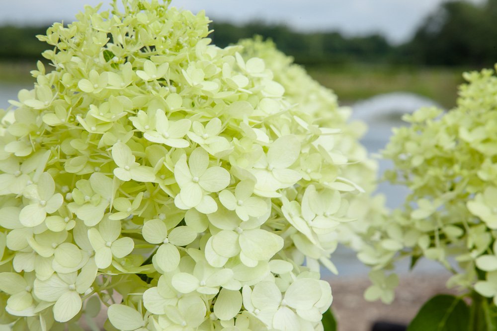 PERFECT PLANTS Limelight Hydrangea mature size 6-8 ft