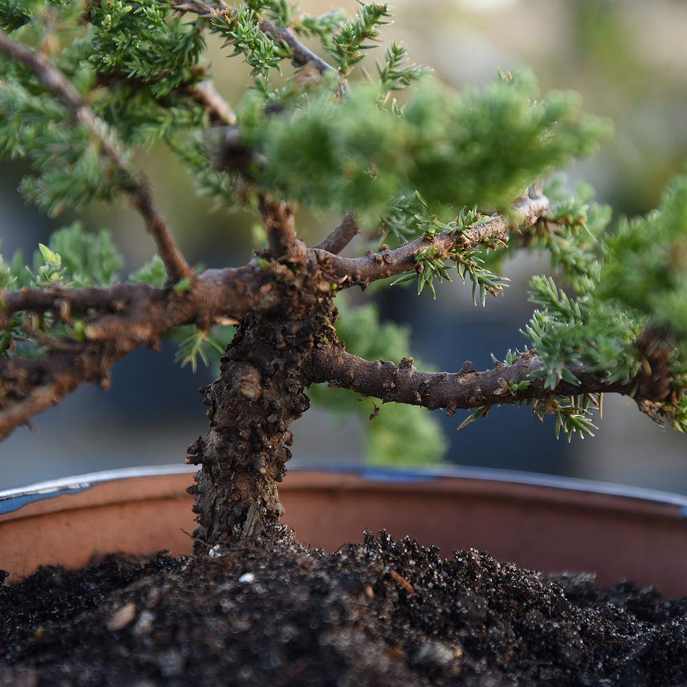 Perfect Plants Liquid Bonsai Fertilizer bonsai tree healthy growth with vibrant colors.