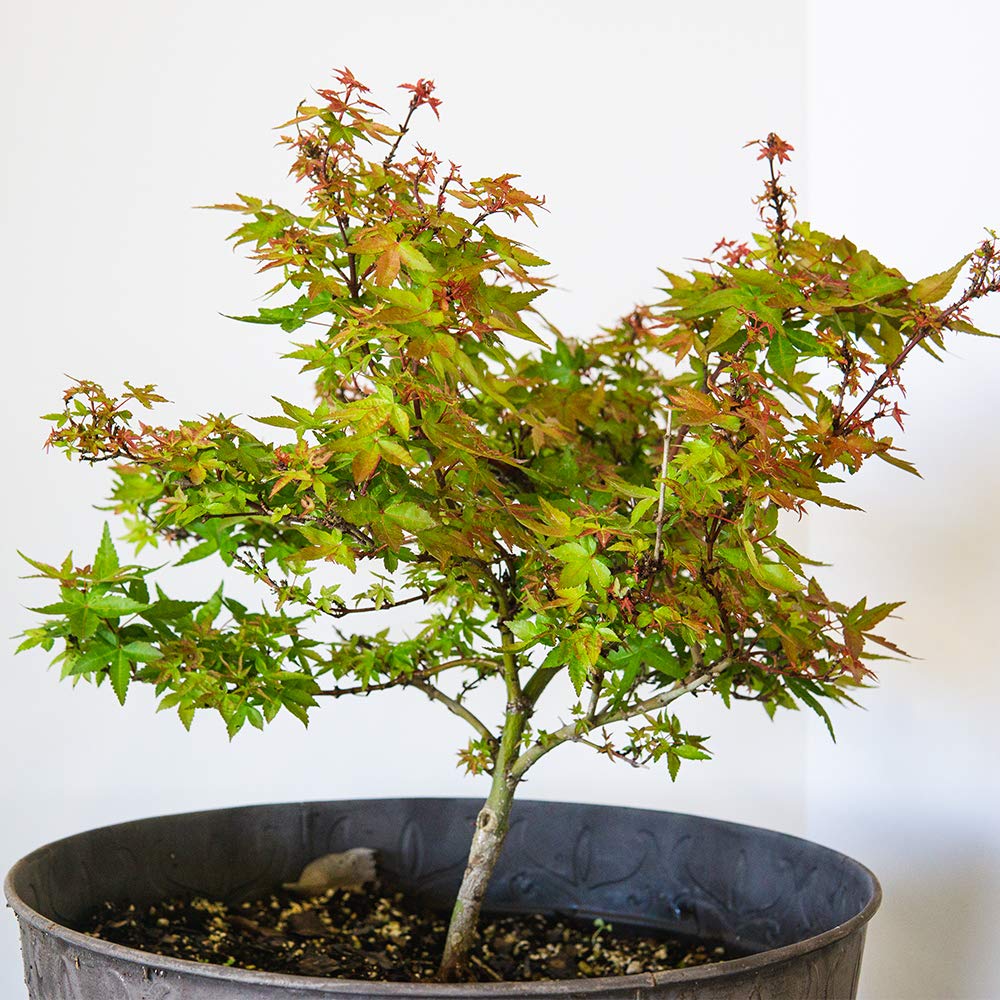 Perfect Plants Liquid Bonsai Fertilizer concentrated formula nourishes containerized conifers and maples.