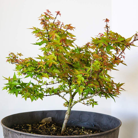 Perfect Plants Liquid Bonsai Fertilizer concentrated formula nourishes containerized conifers and maples.
