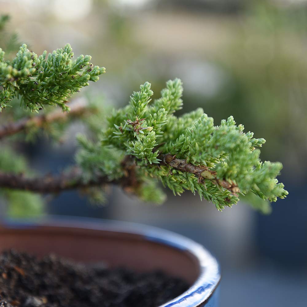 Perfect Plants Liquid Bonsai Fertilizer resealable bottle keeps effectiveness between uses.