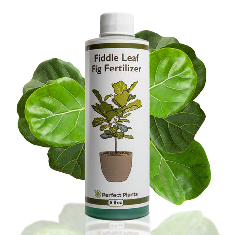 PERFECT PLANTS liquid fiddle leaf fig fertilizer bottle promotes growth and vibrant leaves.