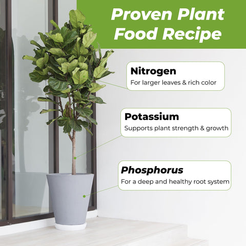 PERFECT PLANTS liquid fiddle leaf fig fertilizer foliage closeup shows deep green color.