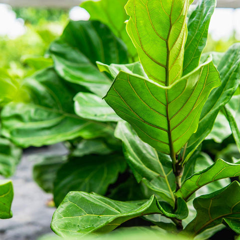 PERFECT PLANTS liquid fiddle leaf fig fertilizer in use promotes healthy ficus growth.