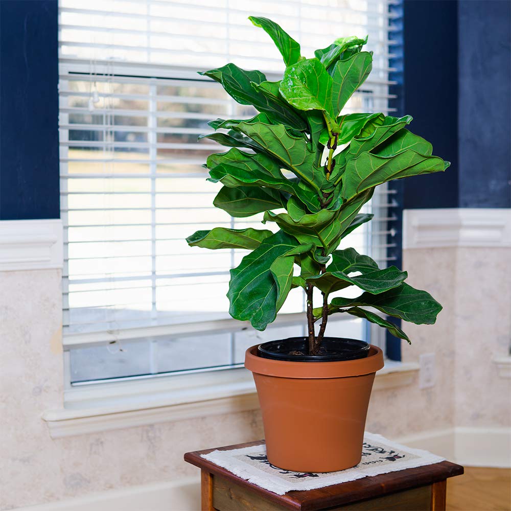 PERFECT PLANTS liquid fiddle leaf fig fertilizer resealable bottle keeps potency.