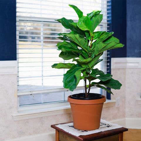 PERFECT PLANTS liquid fiddle leaf fig fertilizer resealable bottle keeps potency.