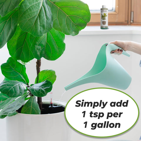 PERFECT PLANTS liquid fiddle leaf fig fertilizer shown with watering process.
