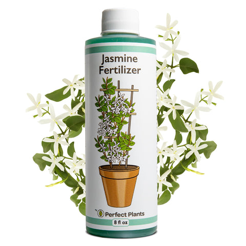 Perfect Plants Liquid Jasmine Fertilizer bottle boosts vibrant jasmine growth indoors and outdoors.