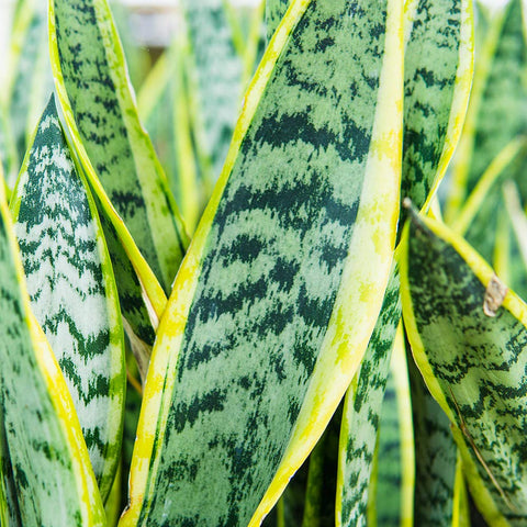 Perfect Plants liquid fertilizer drops shown for easy sansevieria mixing