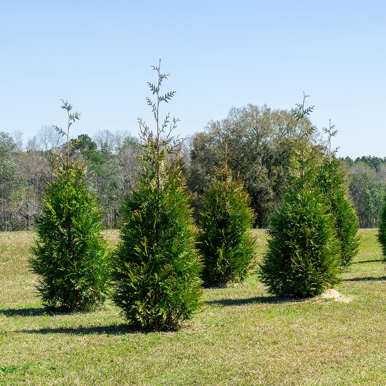 Perfect Plants lush evergreen hedge offering windbreak and privacy.
