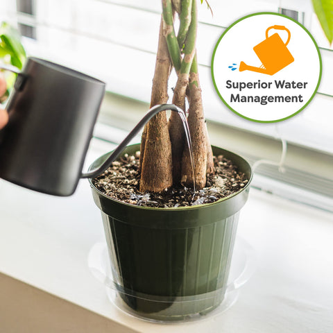 PERFECT PLANTS Money Tree Potting Soil indoors in pots supports lush foliage.