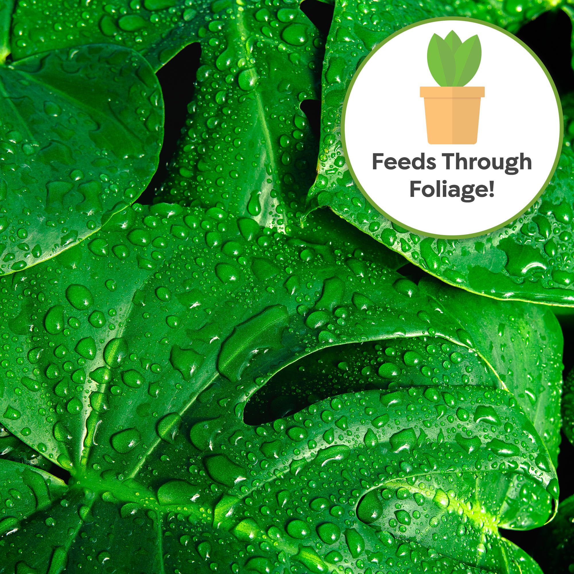 Perfect Plants Monstera Foliar Food Spray depicts broad leaf coverage across tropical foliage