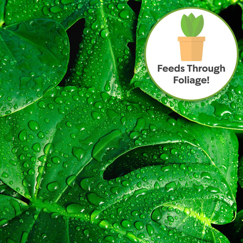 Perfect Plants Monstera Foliar Food Spray depicts broad leaf coverage across tropical foliage