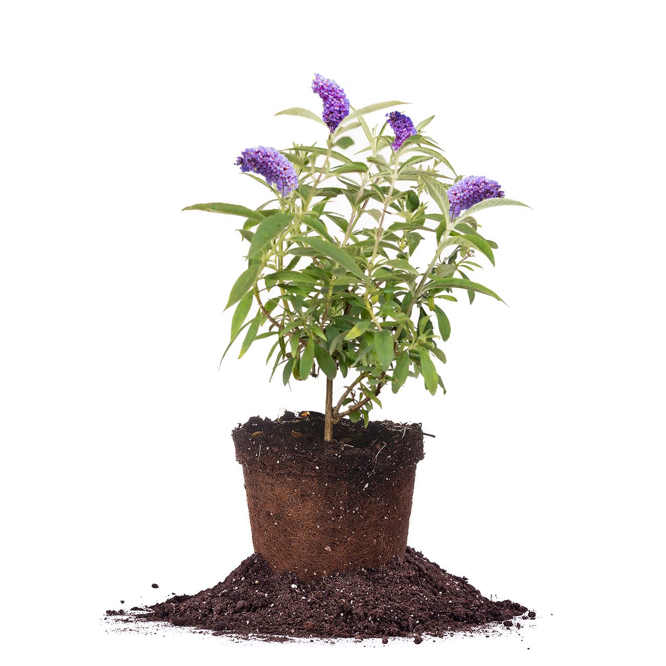 Perfect Plants Nanho Butterfly Shrub in a 1-gallon pot for easy border planting.