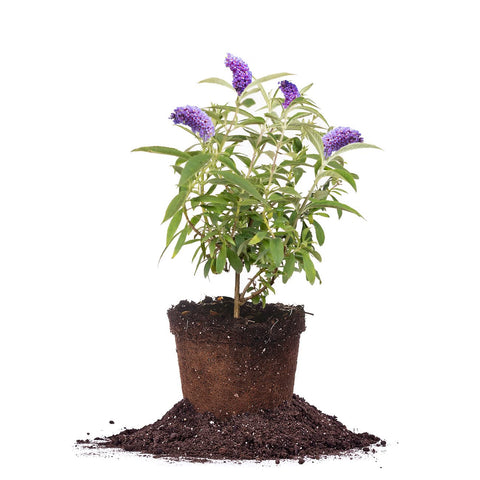 Perfect Plants Nanho Butterfly Shrub in a 1-gallon pot for easy border planting.