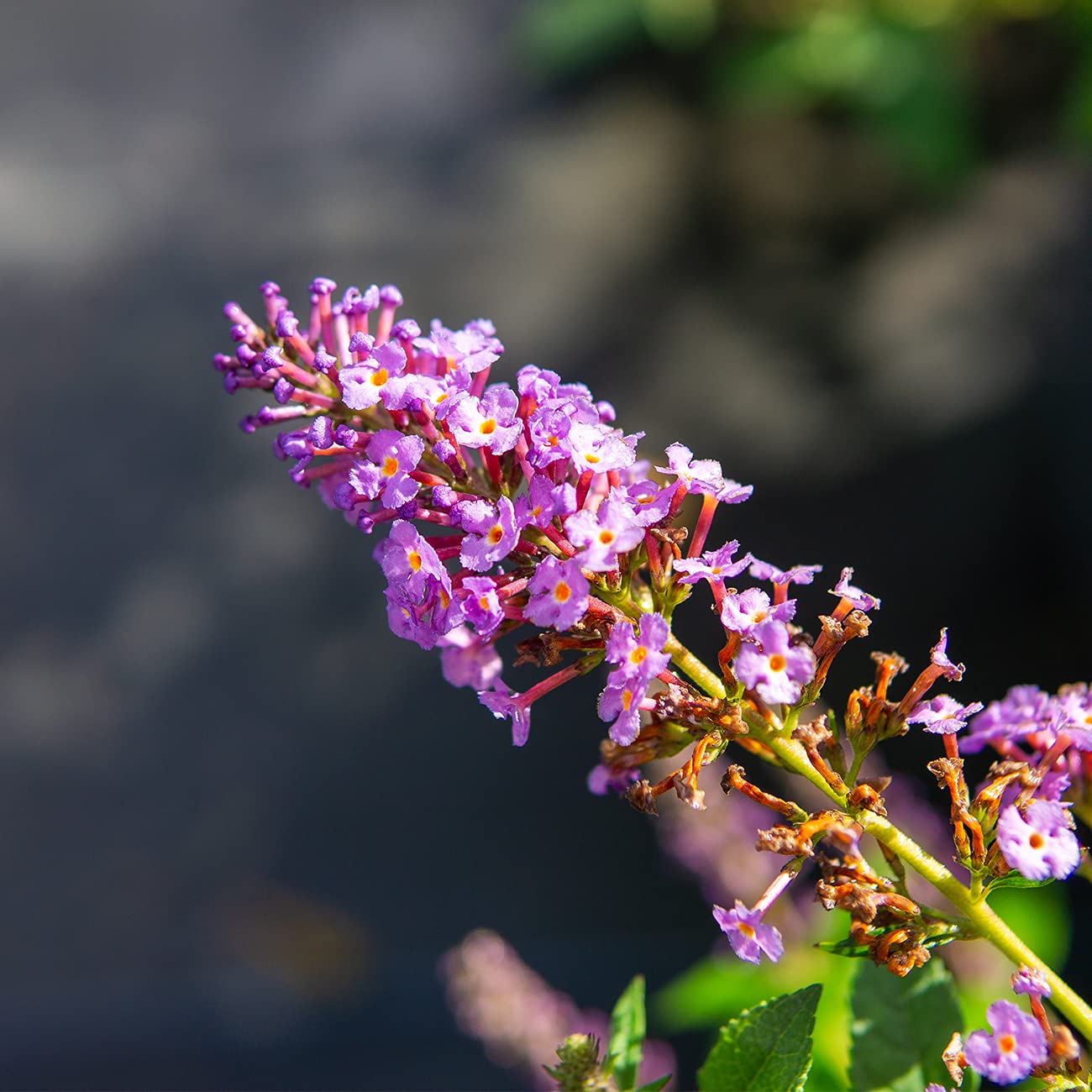 Nanho Butterfly Shrub supports butterflies, bees, and hummingbirds in summer gardens.