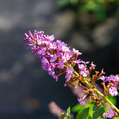 Nanho Butterfly Shrub supports butterflies, bees, and hummingbirds in summer gardens.