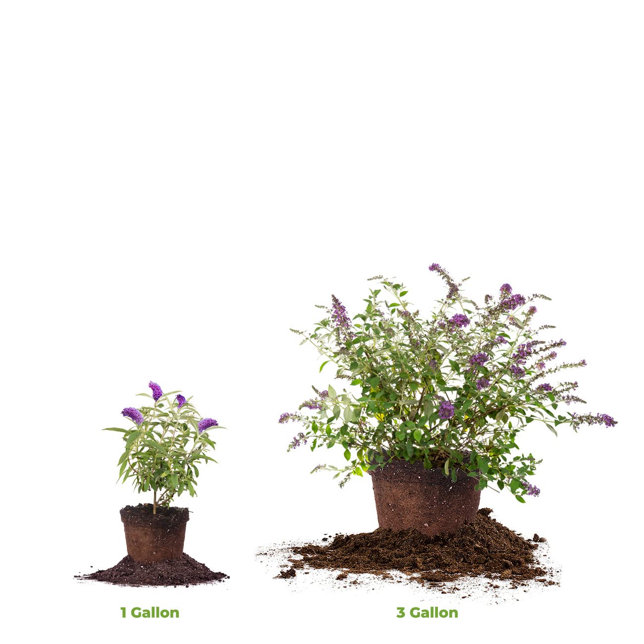Perfect Plants Nanho Butterfly Shrub adds vibrant purple color year after year.
