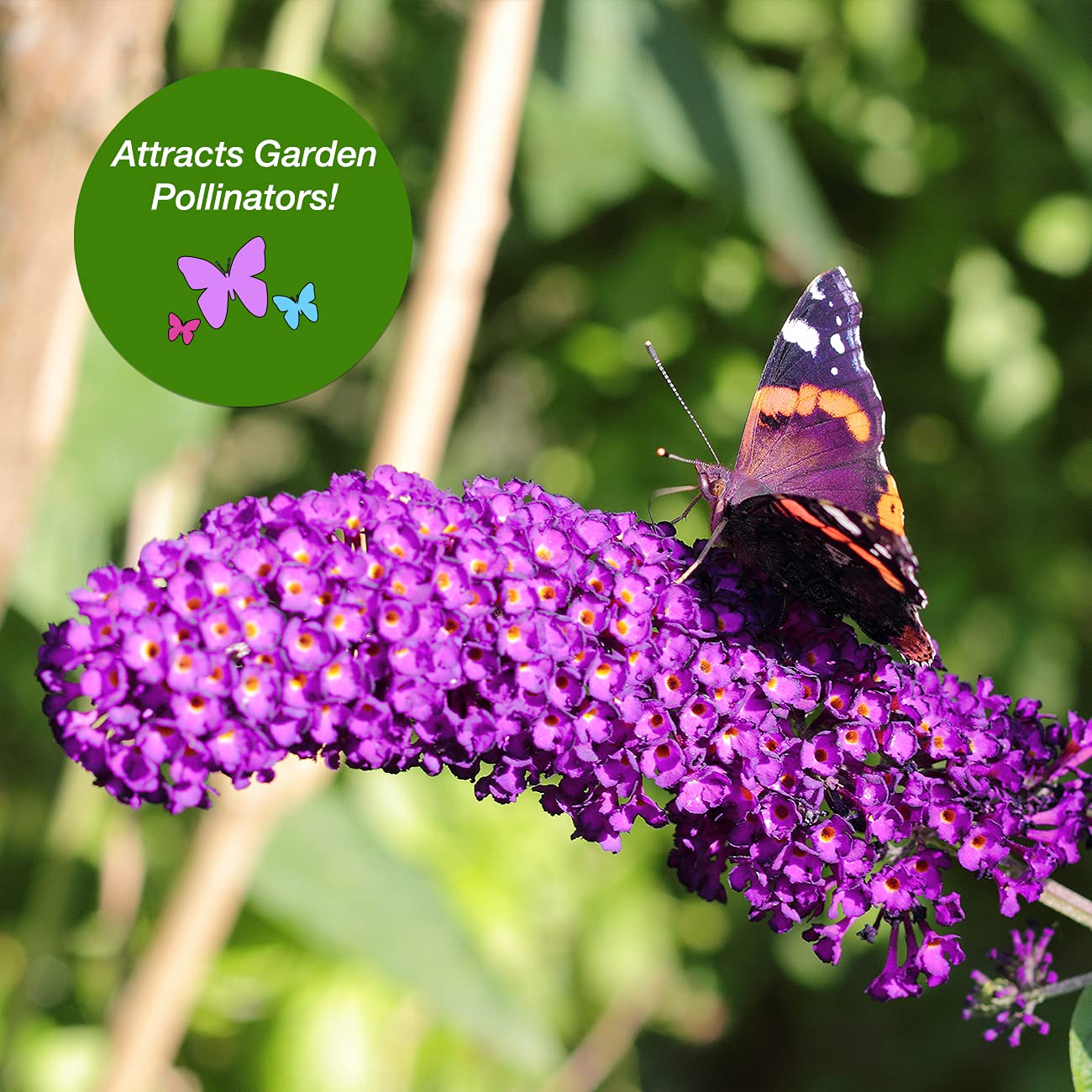 Nanho Butterfly Shrub shows drought-tolerant resilience for low-water landscapes.