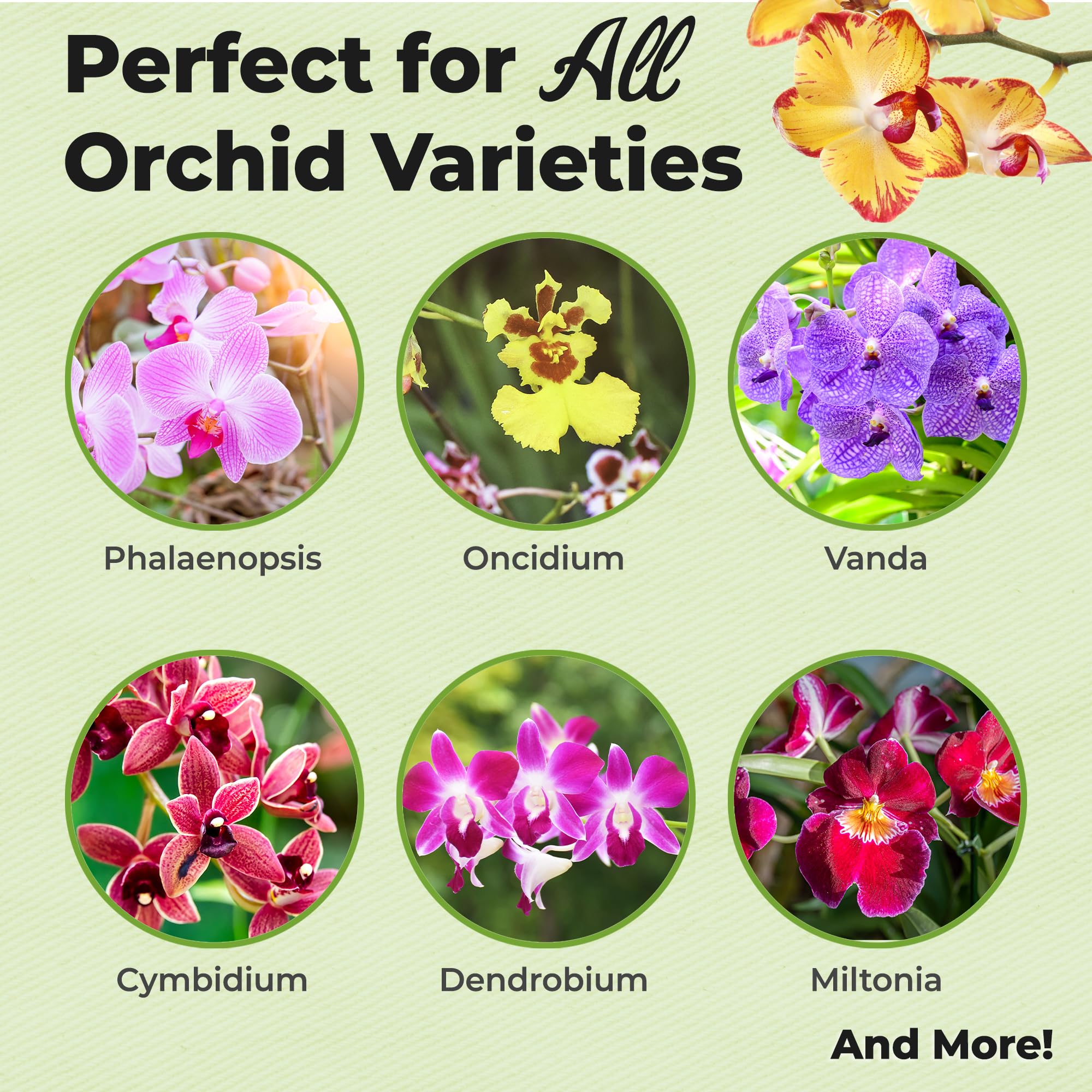 Perfect Plants Orchid Fertilizer Mist being sprayed onto orchid leaves for growth.