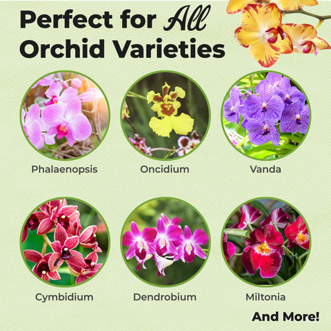 Perfect Plants Orchid Fertilizer Mist being sprayed onto orchid leaves for growth.