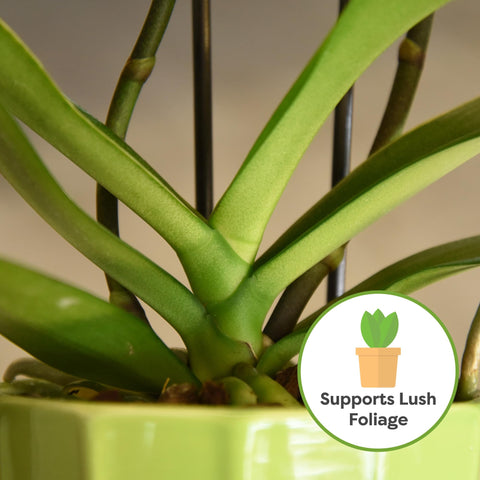 Perfect Plants orchid potting mix aeration enhances root health and prevents compaction