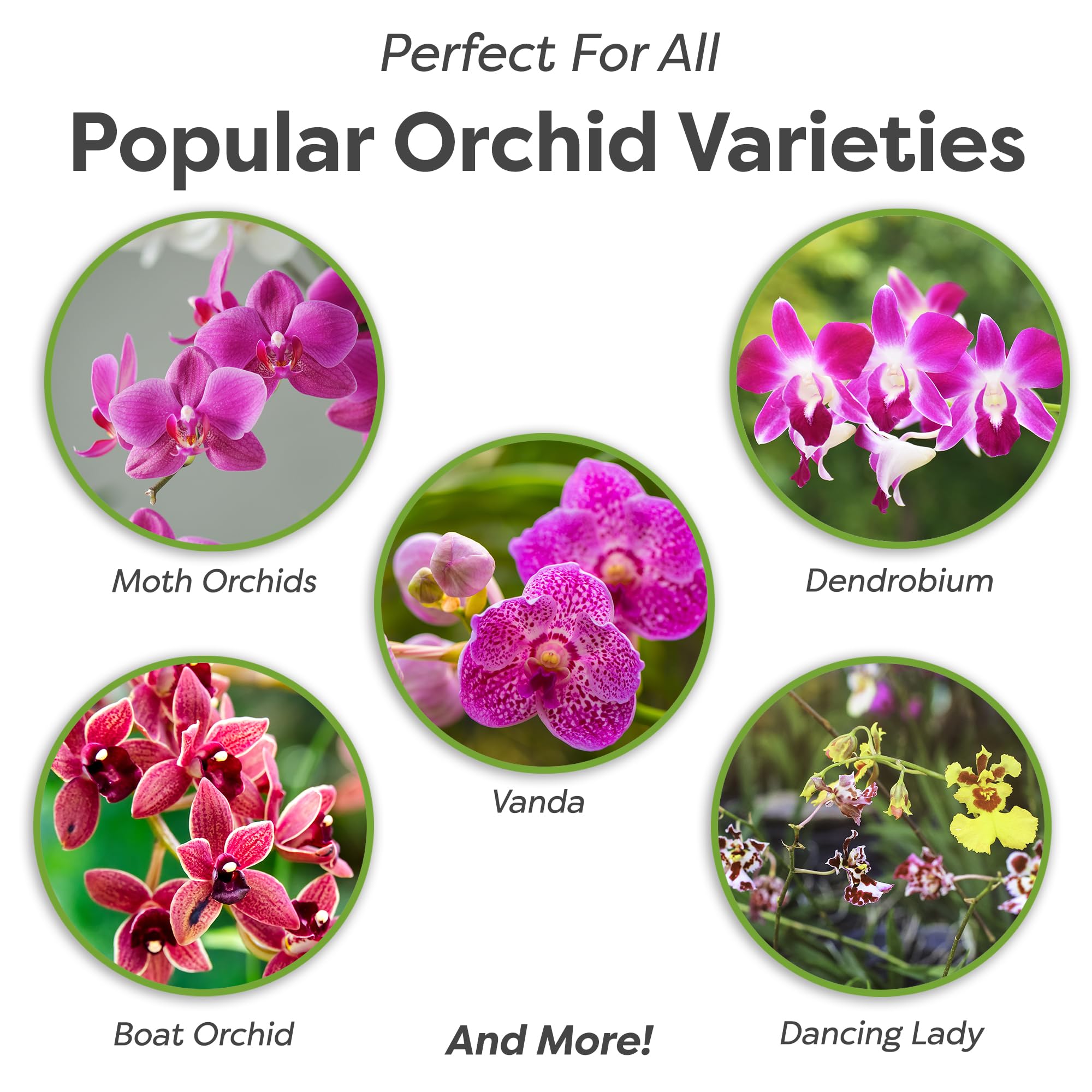 Perfect Plants orchid potting mix sponge rock layer supports root expansion