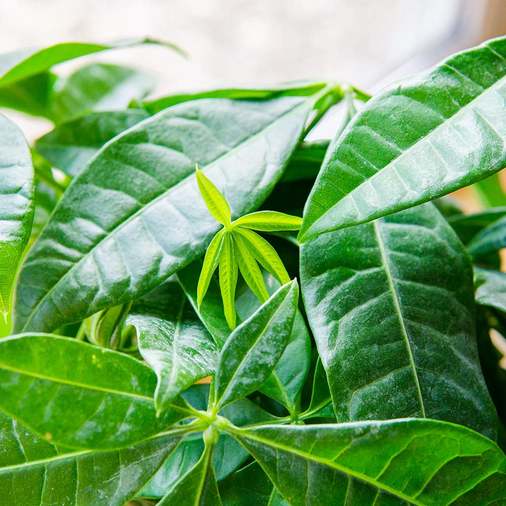 Perfect Plants Pachira aquatica showing vibrant healthy growth.