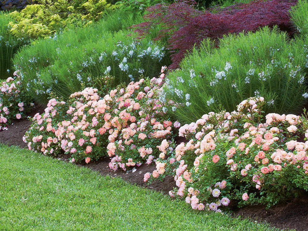 Perfect Plants Peach Drift Rose forms dense groundcover with dark green foliage.