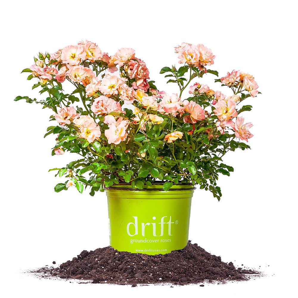 Perfect Plants Peach Drift Rose blooms brighten sunny borders with peach tones.