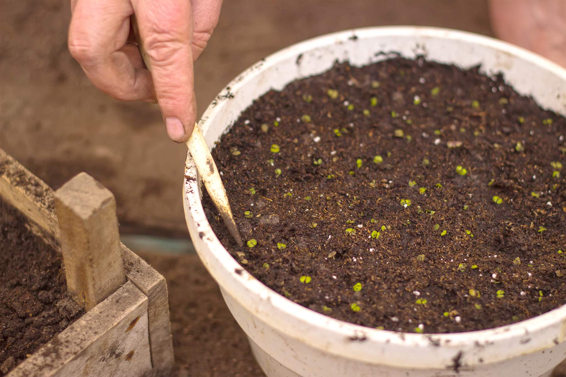 Perfect Plants peat moss in soil mix for better aeration and roots.