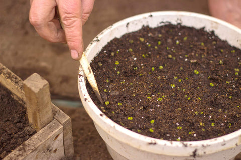 Perfect Plants peat moss in soil mix for better aeration and roots.