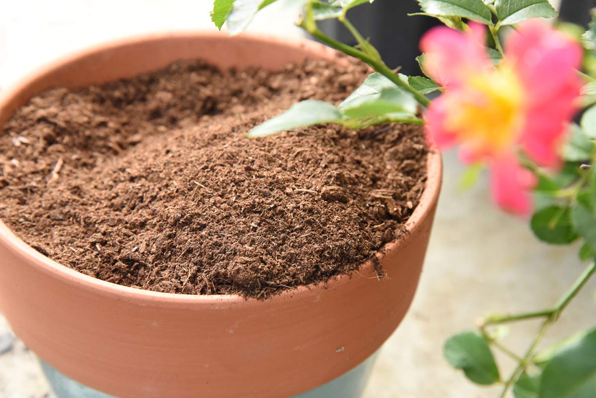 Perfect Plants peat moss closeup texture highlighting absorbency for soil.