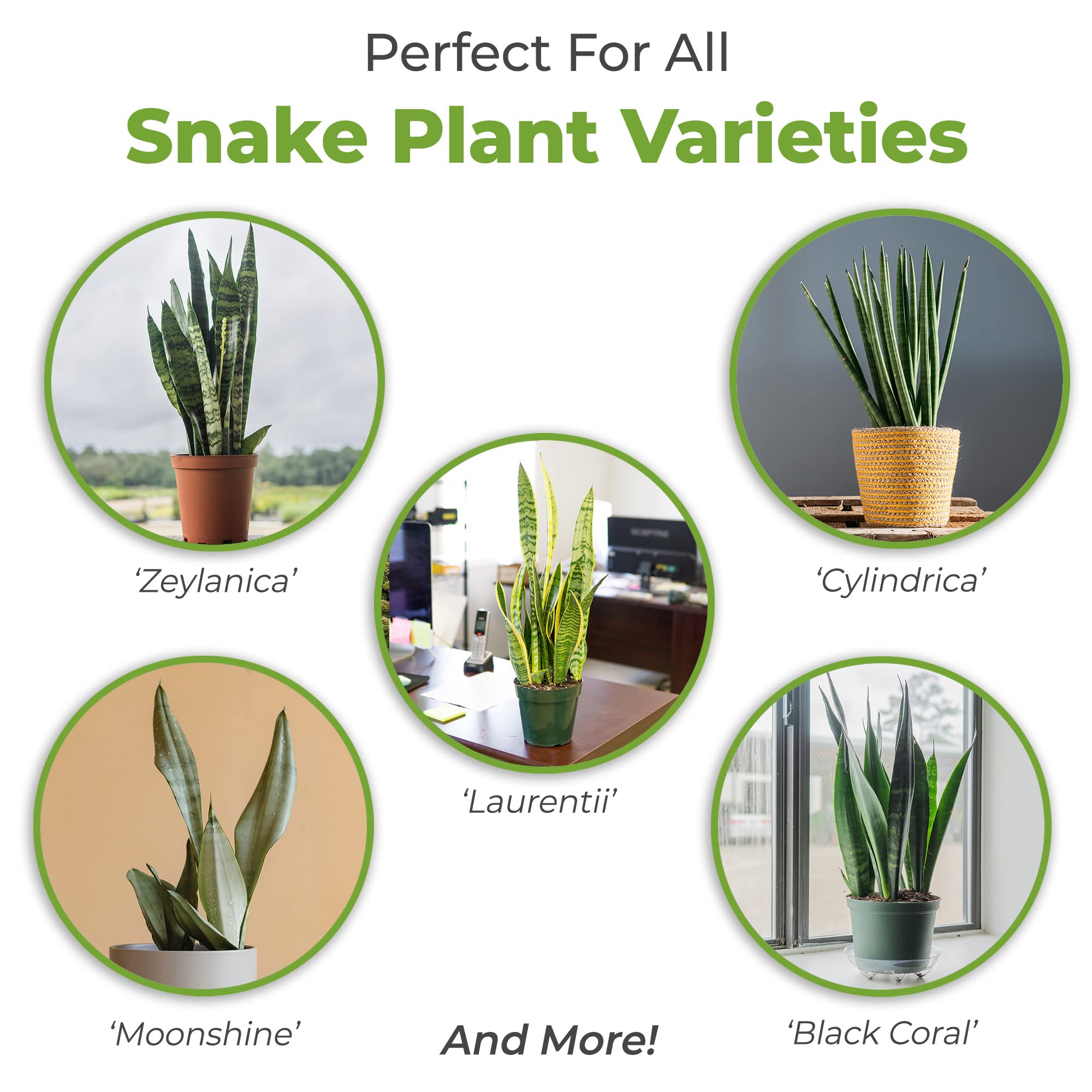 Perfect Plants pine bark chips in mix improve aeration and drainage