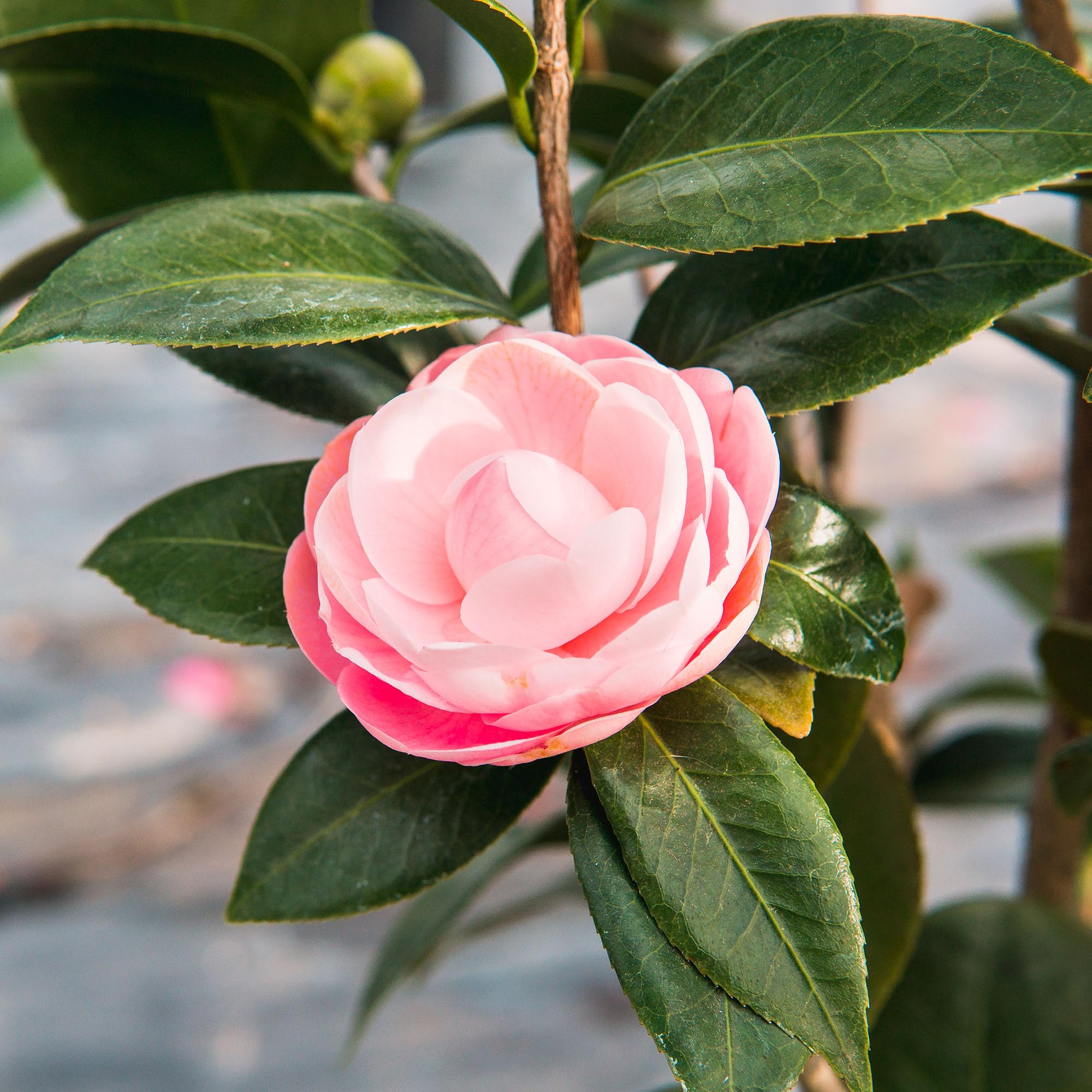 Perfect Plants Pink Perfection evergreen foliage adds year-round color
