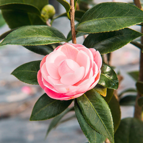 Perfect Plants Pink Perfection evergreen foliage adds year-round color