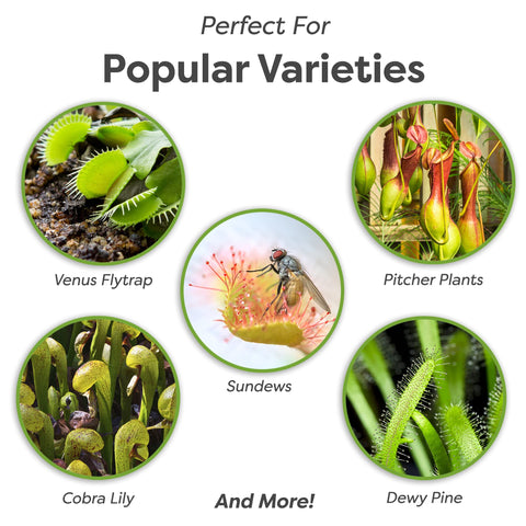 Perfect Plants Pitcher Plant growing media keeps roots evenly moist for extended feeding cycles.