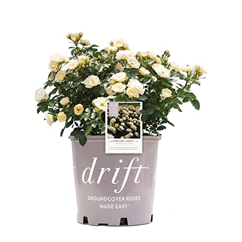 PERFECT PLANTS Popcorn Drift Rose bloom adds color to borders with easy maintenance.