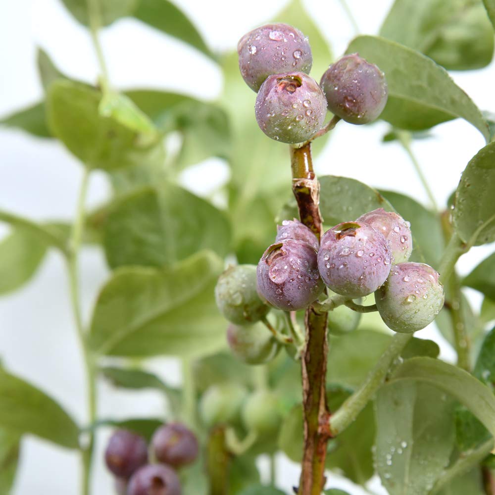 Perfect Plants Premier Blueberry Bush ripe berries ready for harvest