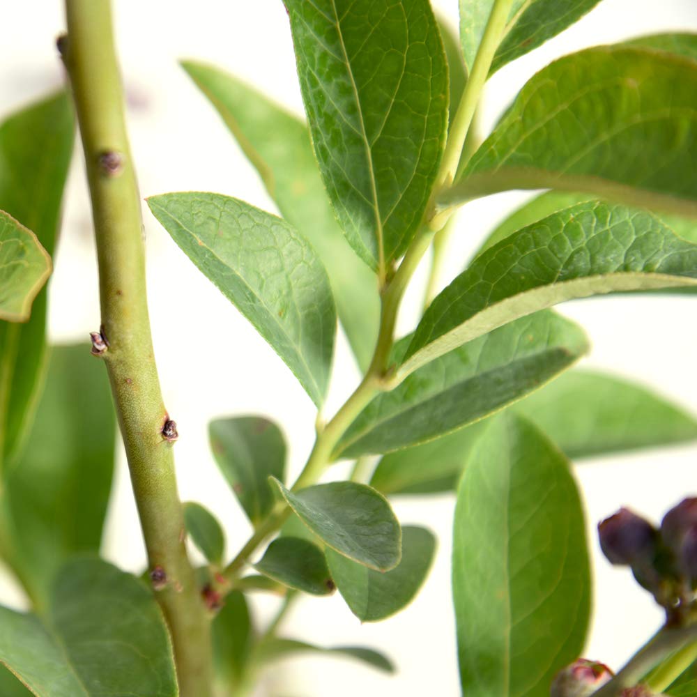 Perfect Plants Premier Blueberry Bush lush leaves showing healthy growth