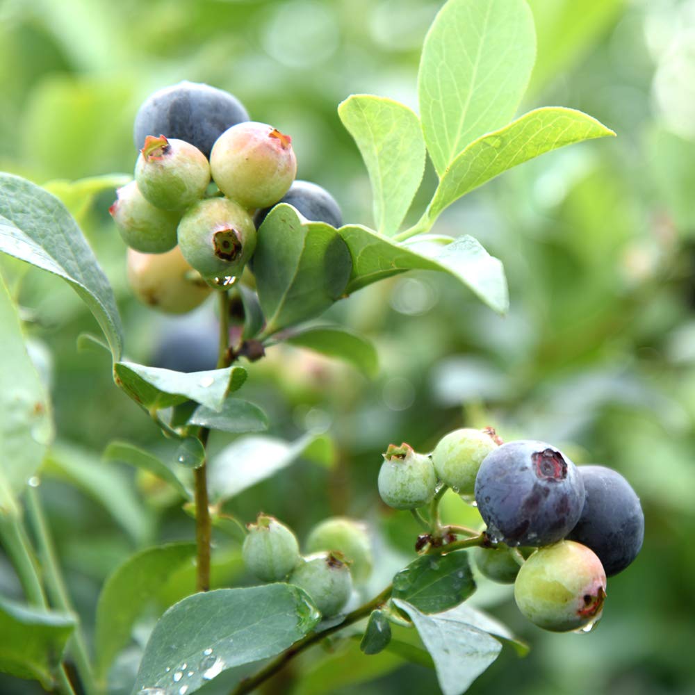 Perfect Plants Premier Blueberry Bush potted in a sunny outdoor setup