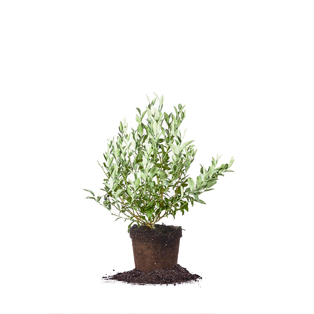 Perfect Plants Premier Blueberry Bush top view for outdoor planting and fresh berries
