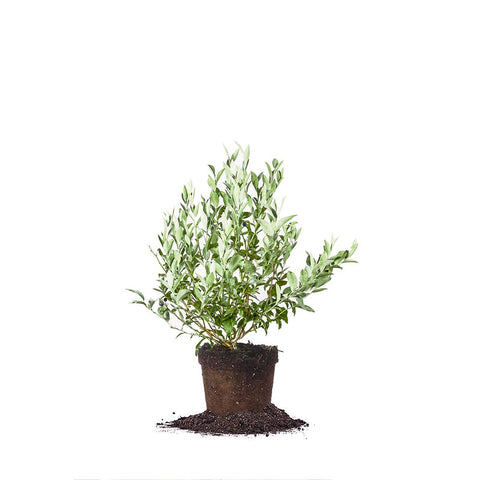 Perfect Plants Premier Blueberry Bush top view for outdoor planting and fresh berries