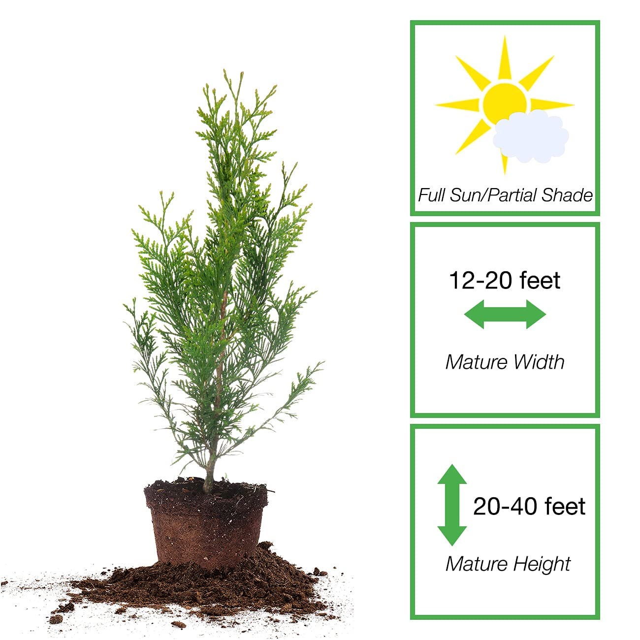 Perfect Plants privacy evergreen arborvitae with dense foliage for year-round screening.