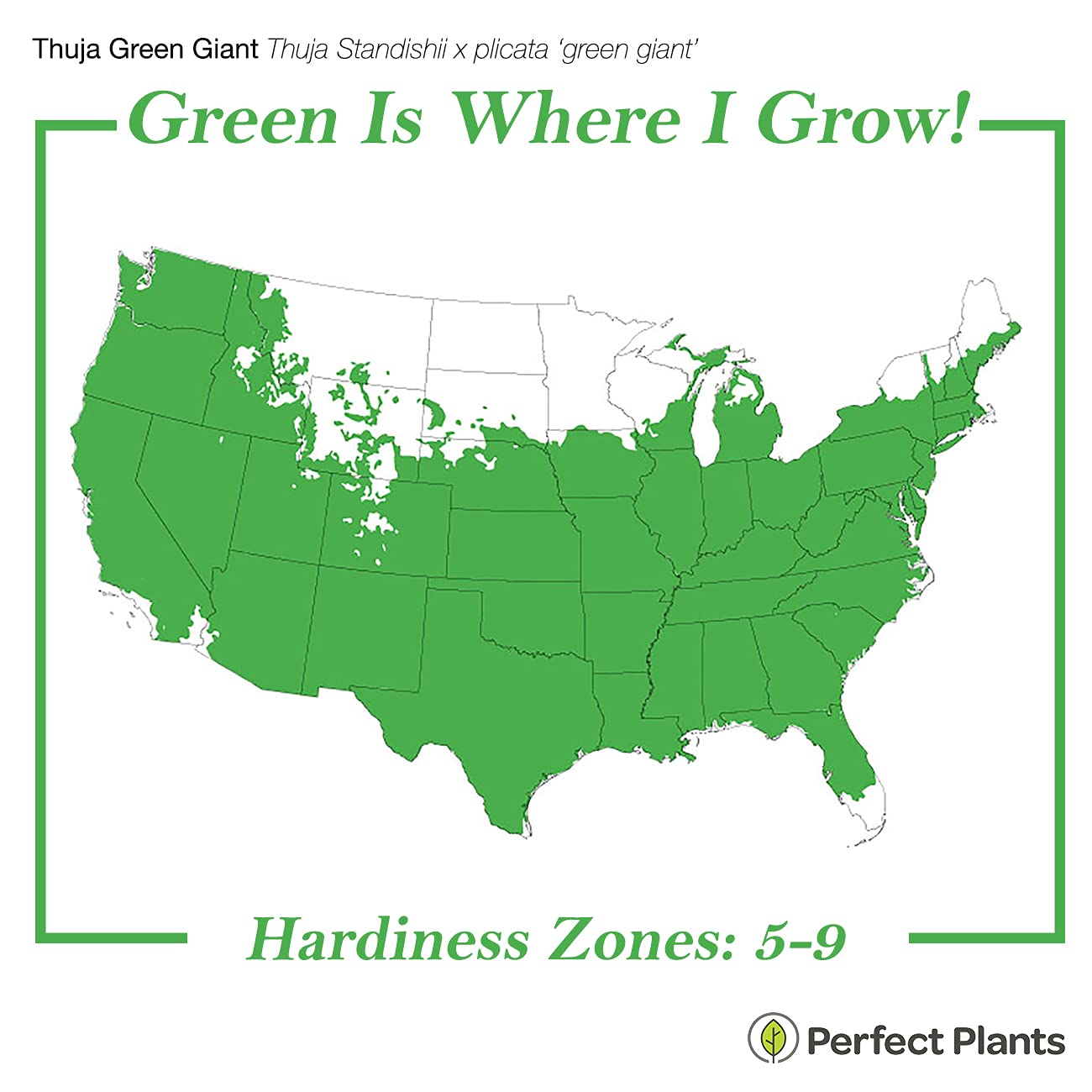 Perfect Plants Thuja Green Giant creates an instant privacy screen.